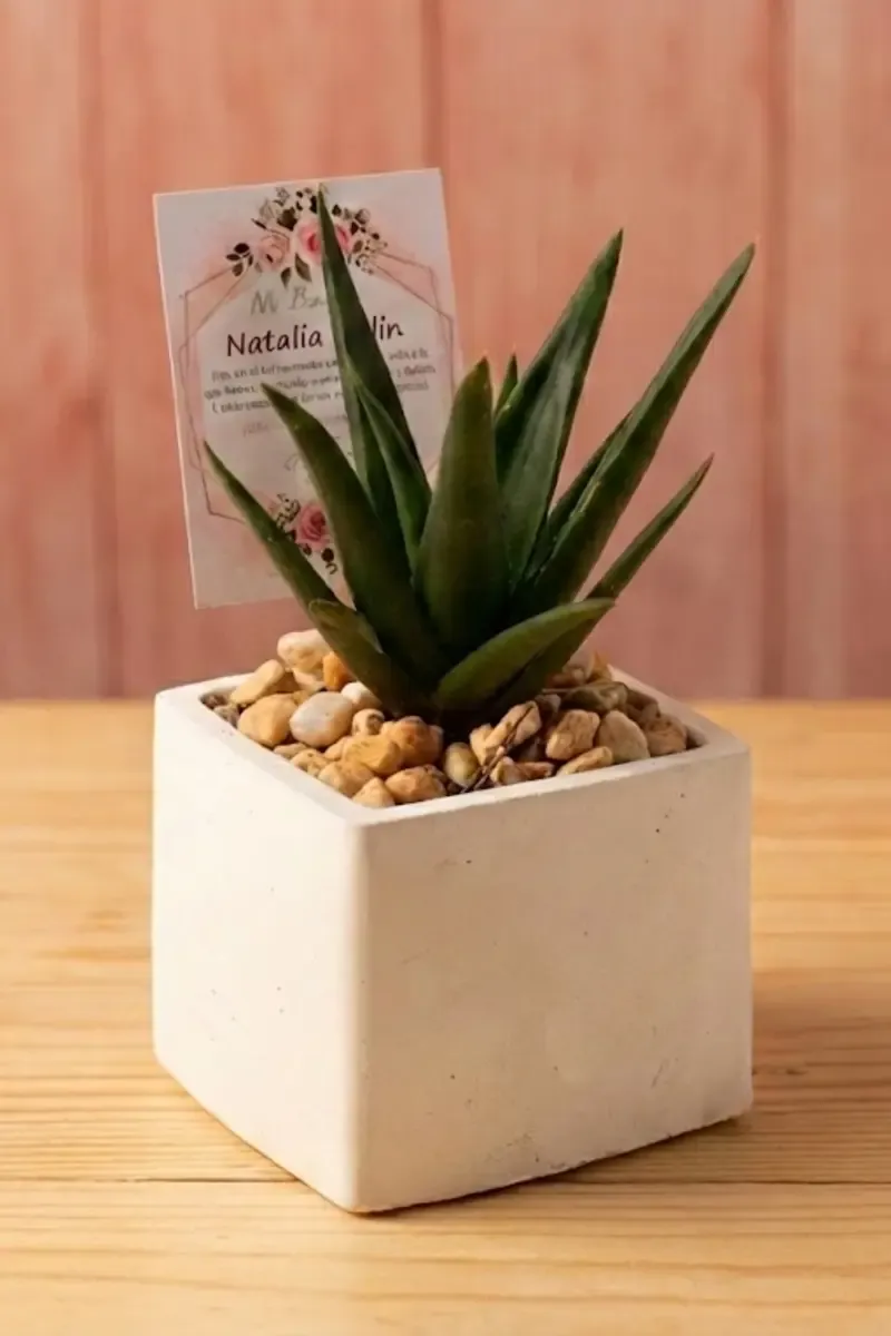 Suculenta Clásica Premium - Elegante y con las mejores plantas